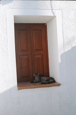 Non potevano mancare i gatti greci. Sono sempre proprio lì come nei calendari. Addormentati ed assonnati su qualche muretto ... e chi può dar loro torto!